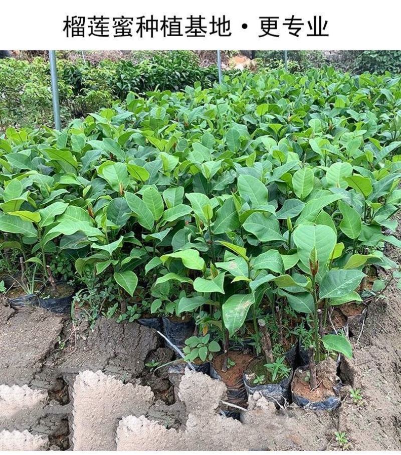 【包邮】榴莲蜜嫁接苗带杯发货成活率高品种正宗