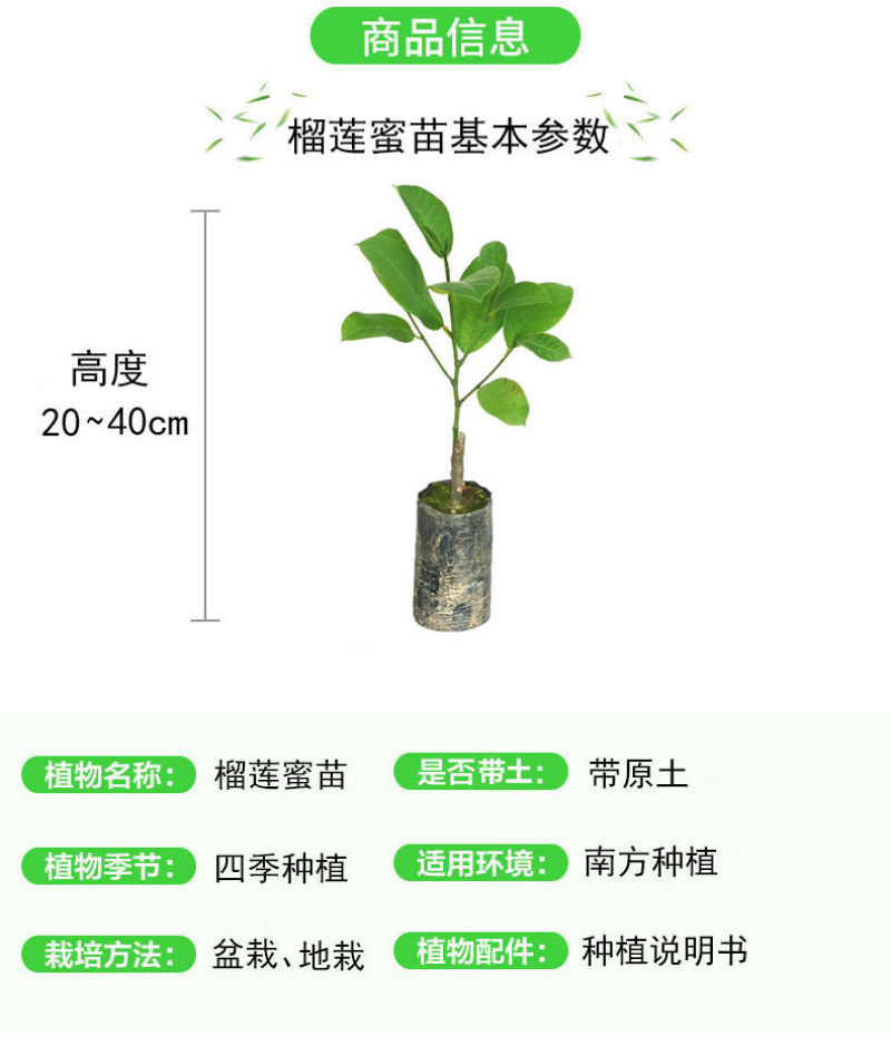 【包邮】榴莲蜜嫁接苗带杯发货成活率高品种正宗
