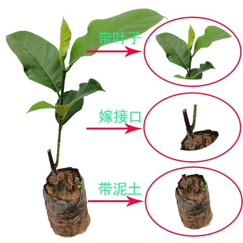 【包邮】榴莲蜜嫁接苗带杯发货成活率高品种正宗