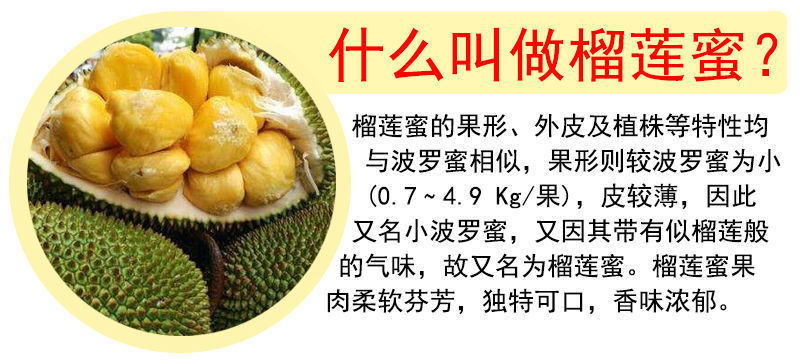 【包邮】榴莲蜜嫁接苗带杯发货成活率高品种正宗