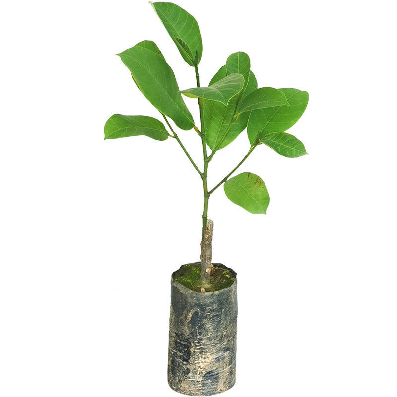 【包邮】榴莲蜜嫁接苗带杯发货成活率高品种正宗