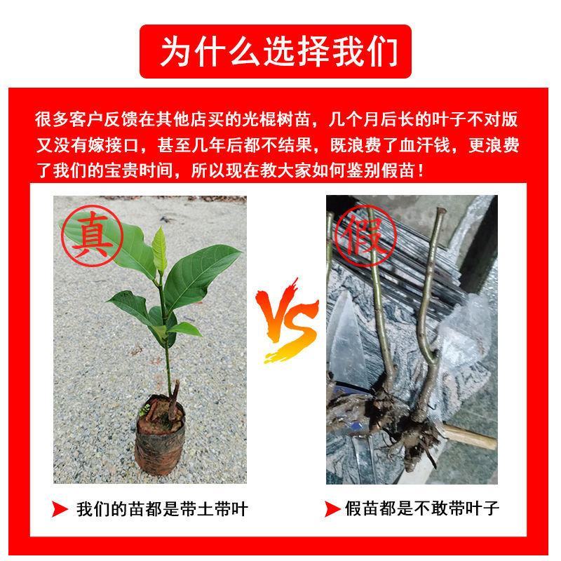 【包邮】榴莲蜜嫁接苗带杯发货成活率高品种正宗
