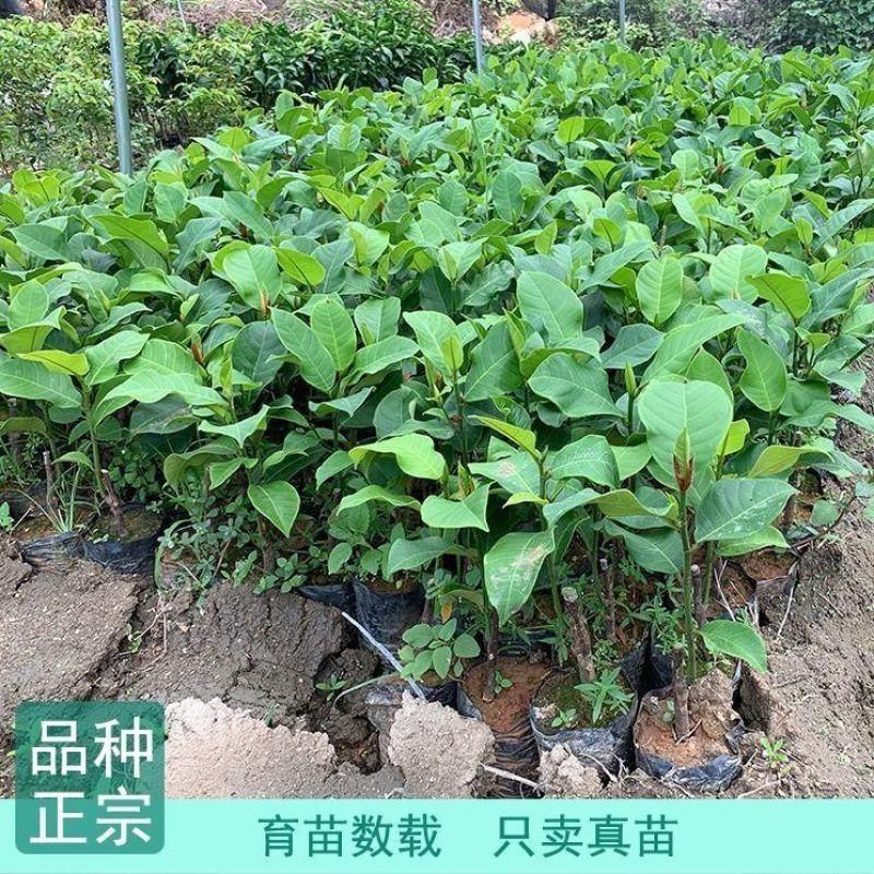 【包邮】榴莲蜜嫁接苗带杯发货成活率高品种正宗