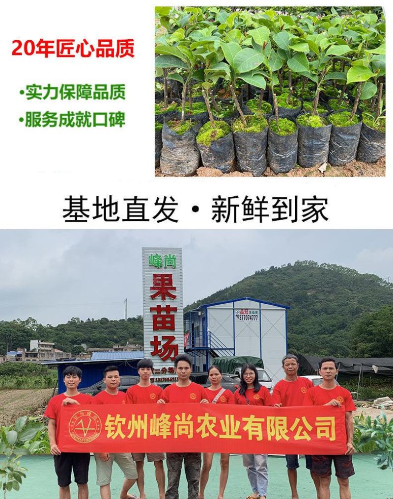 【包邮】榴莲蜜嫁接苗带杯发货成活率高品种正宗