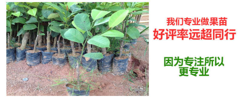 【包邮】榴莲蜜嫁接苗带杯发货成活率高品种正宗