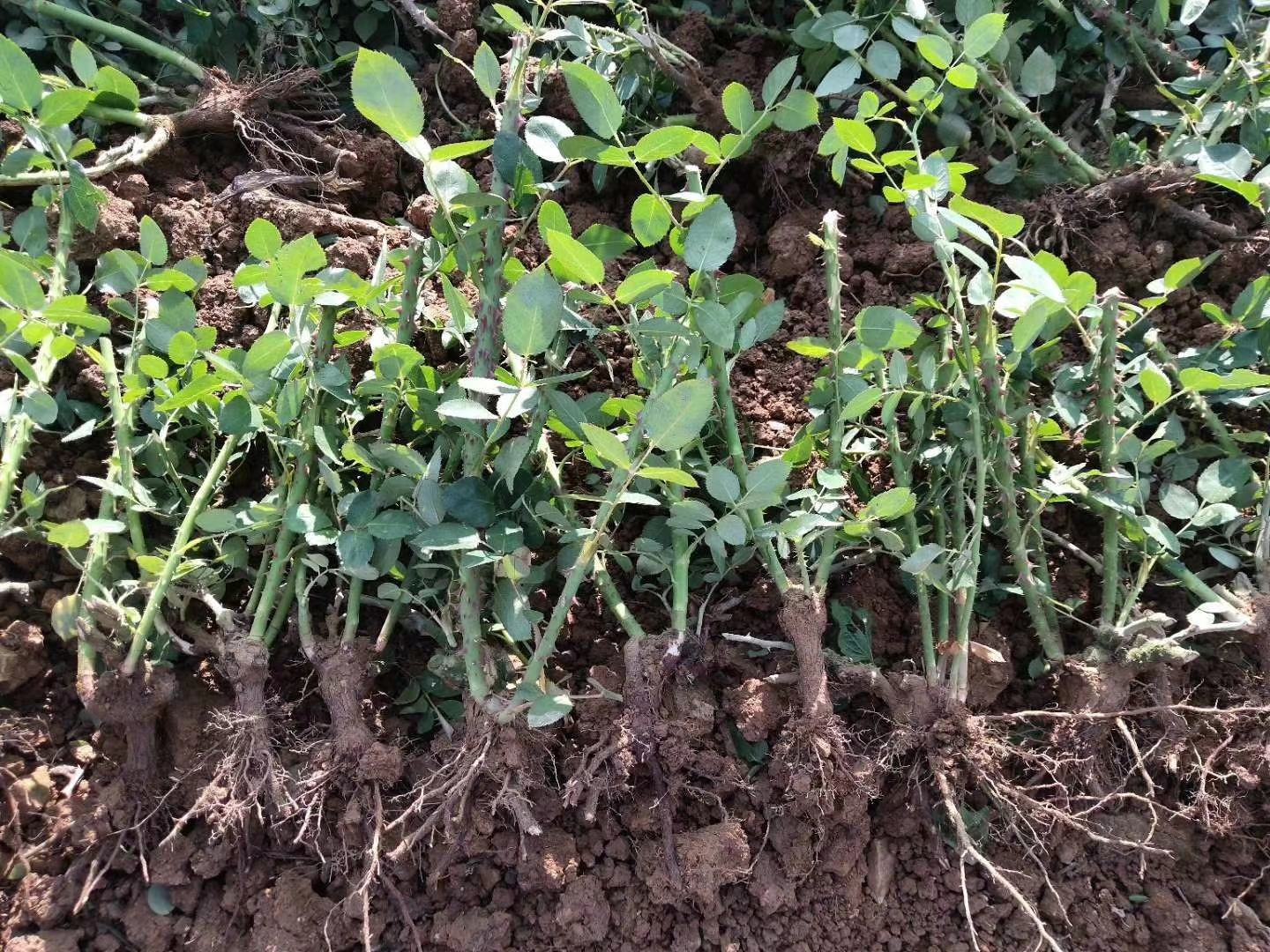 藤本月季小苗形态图