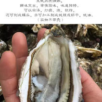 广东汫洲生蚝肉牡蛎肉现开现卖深海蚝肉火锅食材