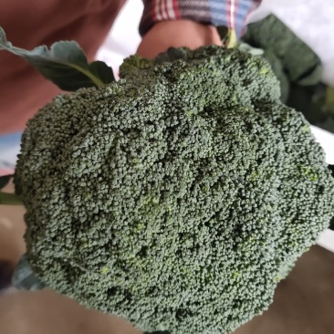 河南商丘睢县耐寒优秀西蓝花