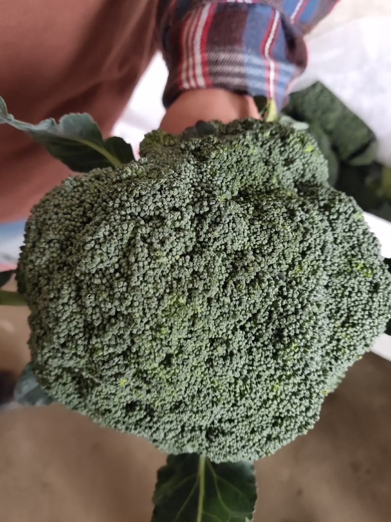河南商丘睢县耐寒优秀西蓝花