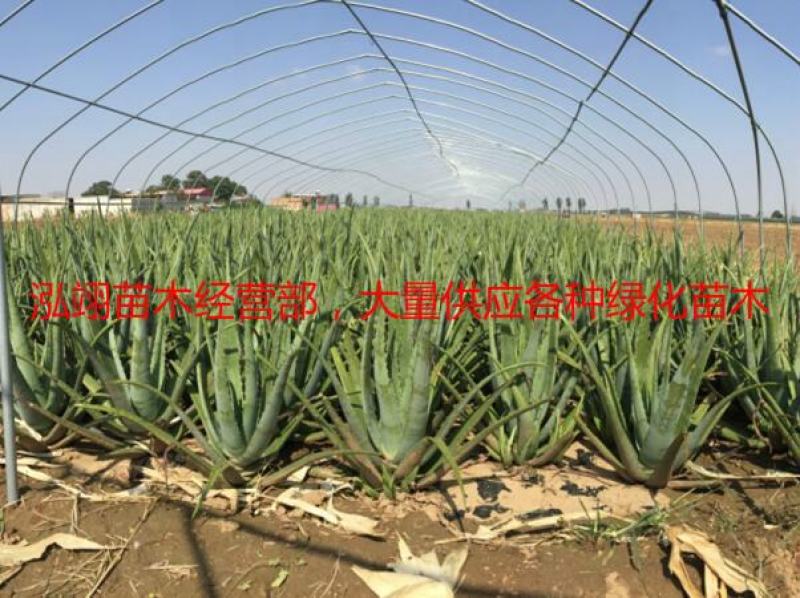 美国库拉索芦荟盆栽植物美容院专用灌肤新鲜苗纳豆奶芦荟植物