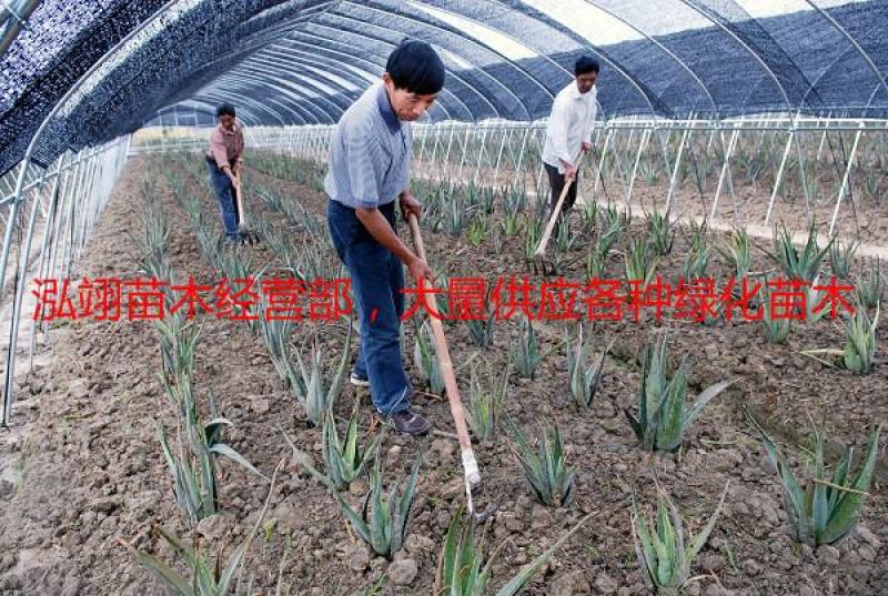 美国库拉索芦荟盆栽植物美容院专用灌肤新鲜苗纳豆奶芦荟植物