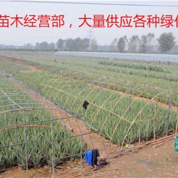 美国库拉索芦荟盆栽植物美容院专用灌肤新鲜苗纳豆奶芦荟植物