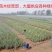 美国库拉索芦荟盆栽植物美容院专用灌肤新鲜苗纳豆奶芦荟植物