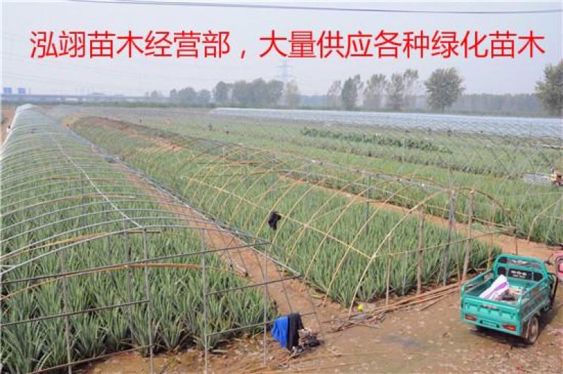美国库拉索芦荟盆栽植物美容院专用灌肤新鲜苗纳豆奶芦荟植物