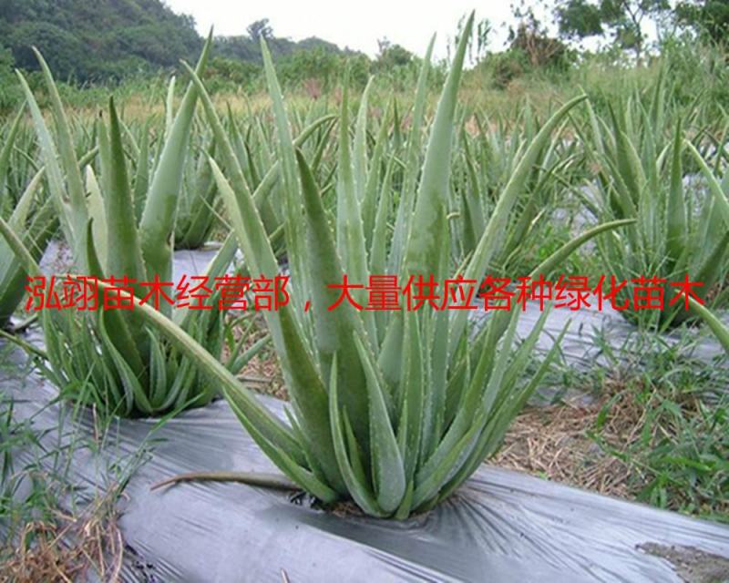 美国库拉索芦荟盆栽植物美容院专用灌肤新鲜苗纳豆奶芦荟植物