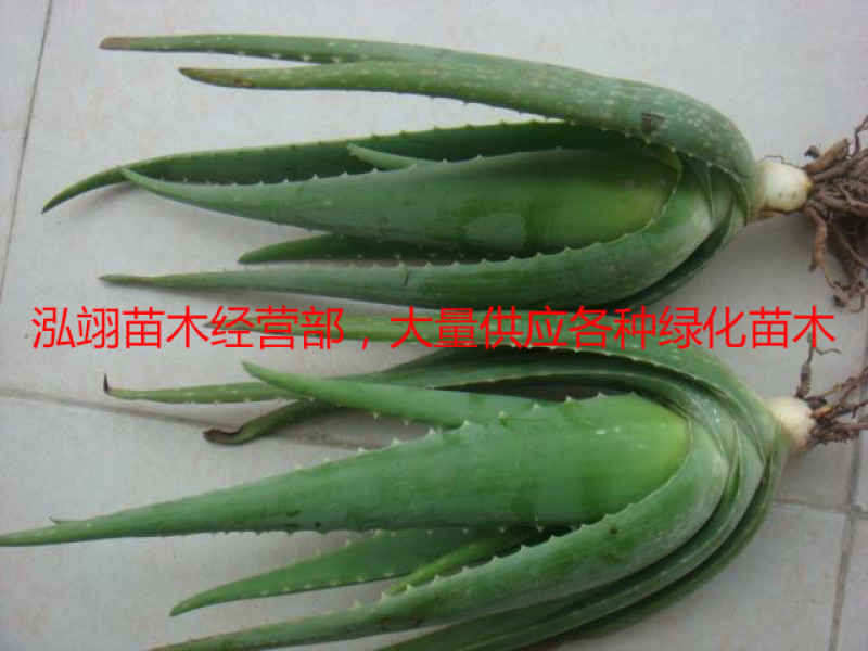 美国库拉索芦荟盆栽植物美容院专用灌肤新鲜苗纳豆奶芦荟植物