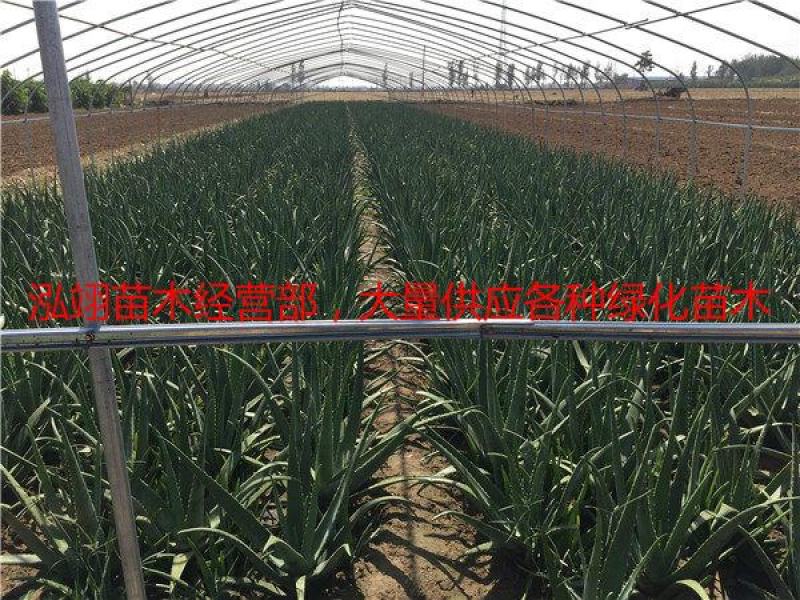 美国库拉索芦荟盆栽植物美容院专用灌肤新鲜苗纳豆奶芦荟植物