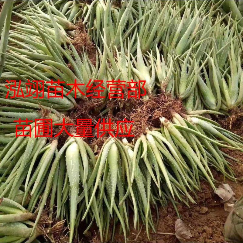 美国库拉索芦荟盆栽植物美容院专用灌肤新鲜苗纳豆奶芦荟植物