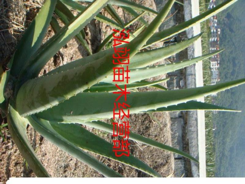 美国库拉索芦荟盆栽植物美容院专用灌肤新鲜苗纳豆奶芦荟植物