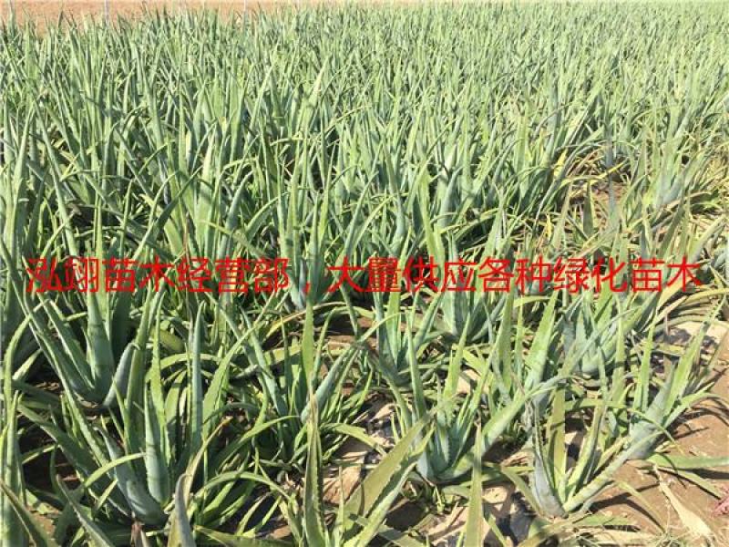 美国库拉索芦荟盆栽植物美容院专用灌肤新鲜苗纳豆奶芦荟植物