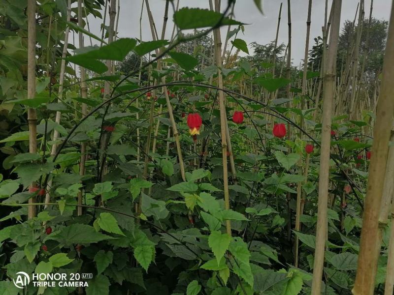 精品常绿开花爬藤灯笼花