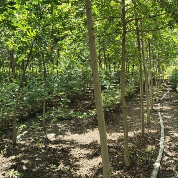 枫杨树产地直供，枫杨树规格齐全，适合景区河道，荒山绿化