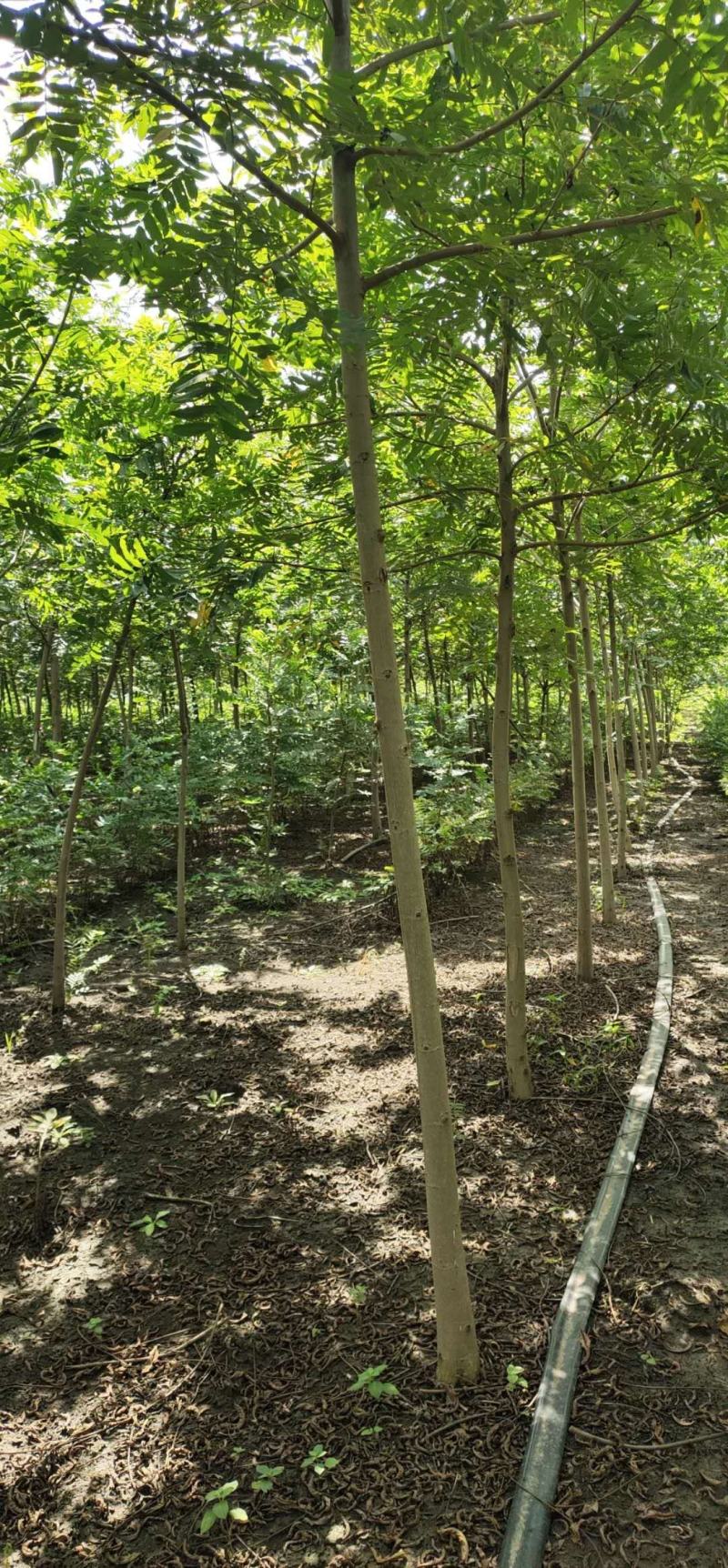 枫杨树产地直供，枫杨树规格齐全，适合景区河道，荒山绿化