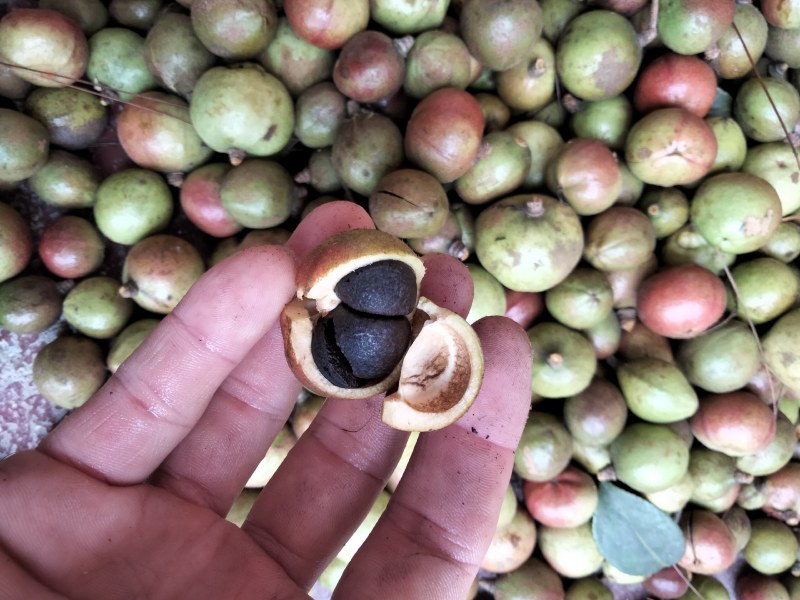 大量供应油茶果，寒露果
