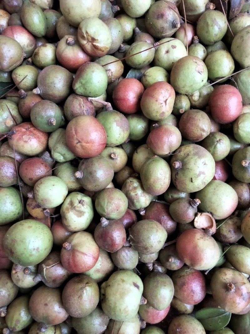 大量供应油茶果，寒露果