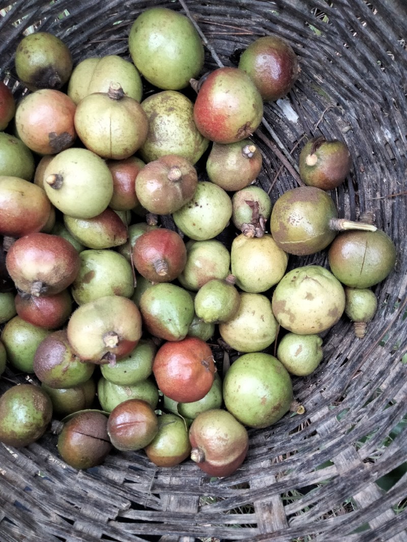 大量供应油茶果，寒露果