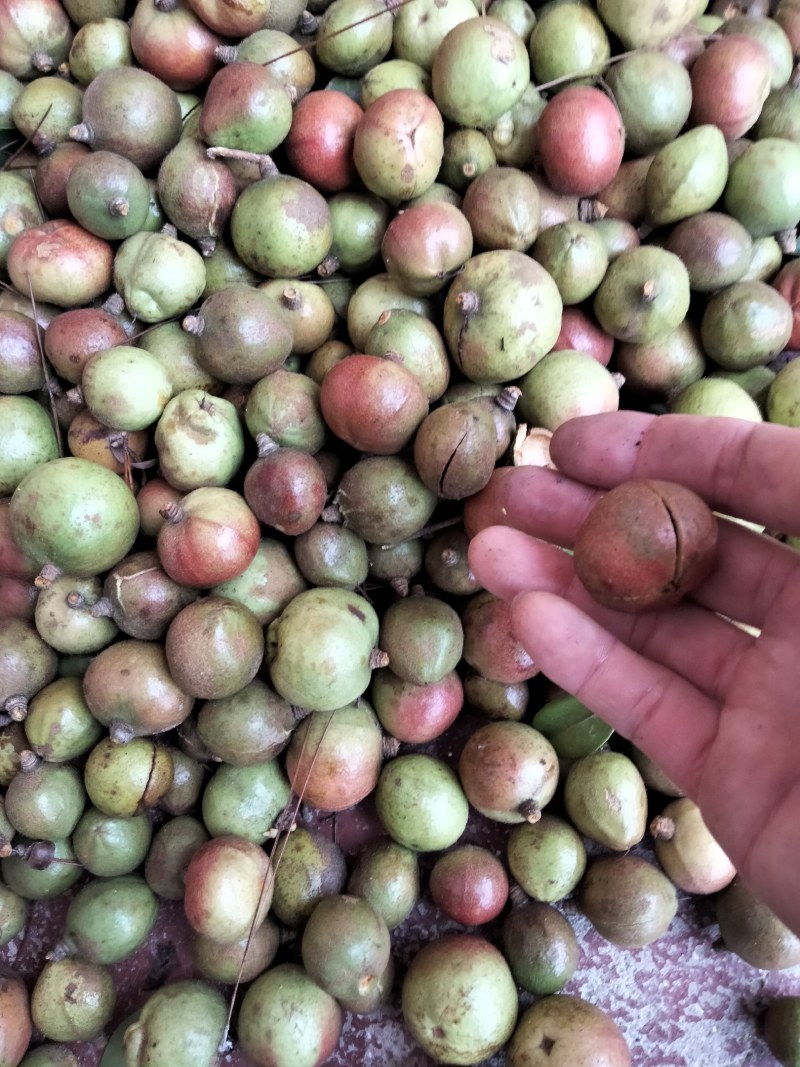 大量供应油茶果，寒露果