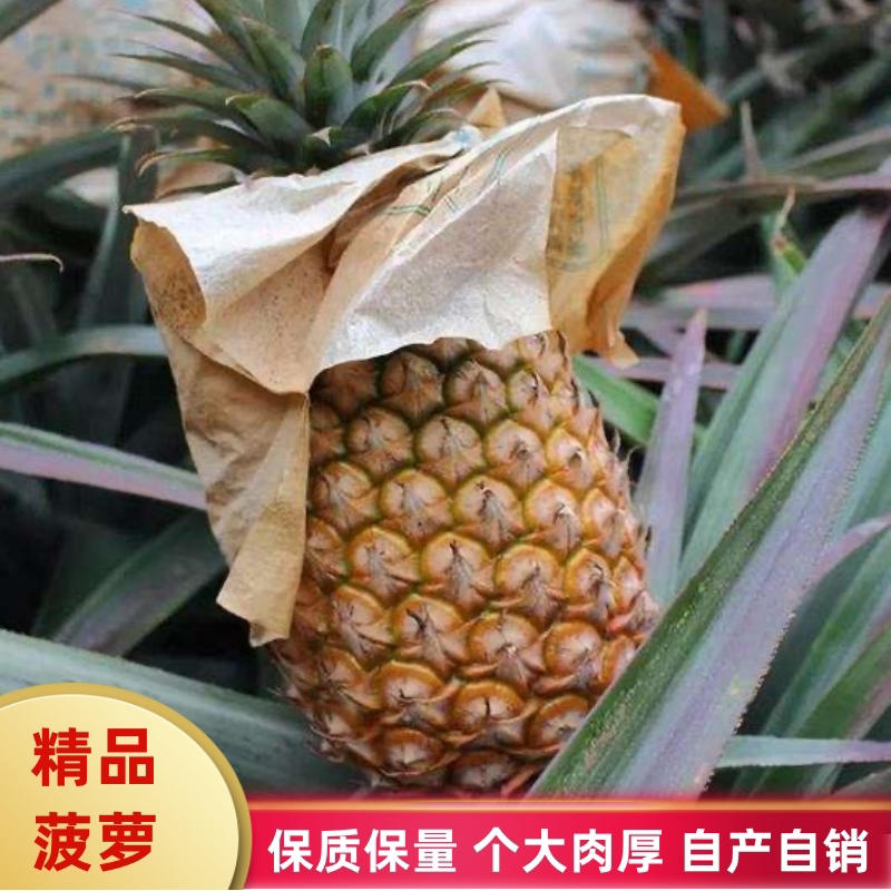 【精品】湛江徐闻菠萝香水菠萝个大肉厚货源充足