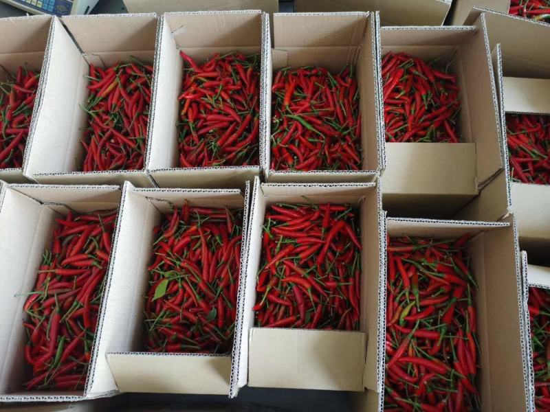 【指天椒】精品货源产地直销指天椒大量上市