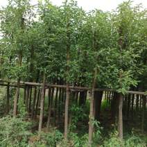 袋苗香樟树6-8公分