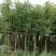 袋苗香樟树6-8公分