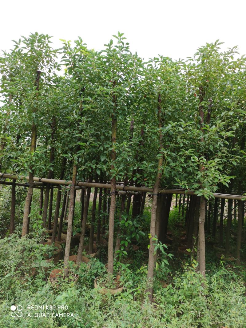 袋苗香樟树6-8公分