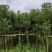 袋苗香樟树6-8公分