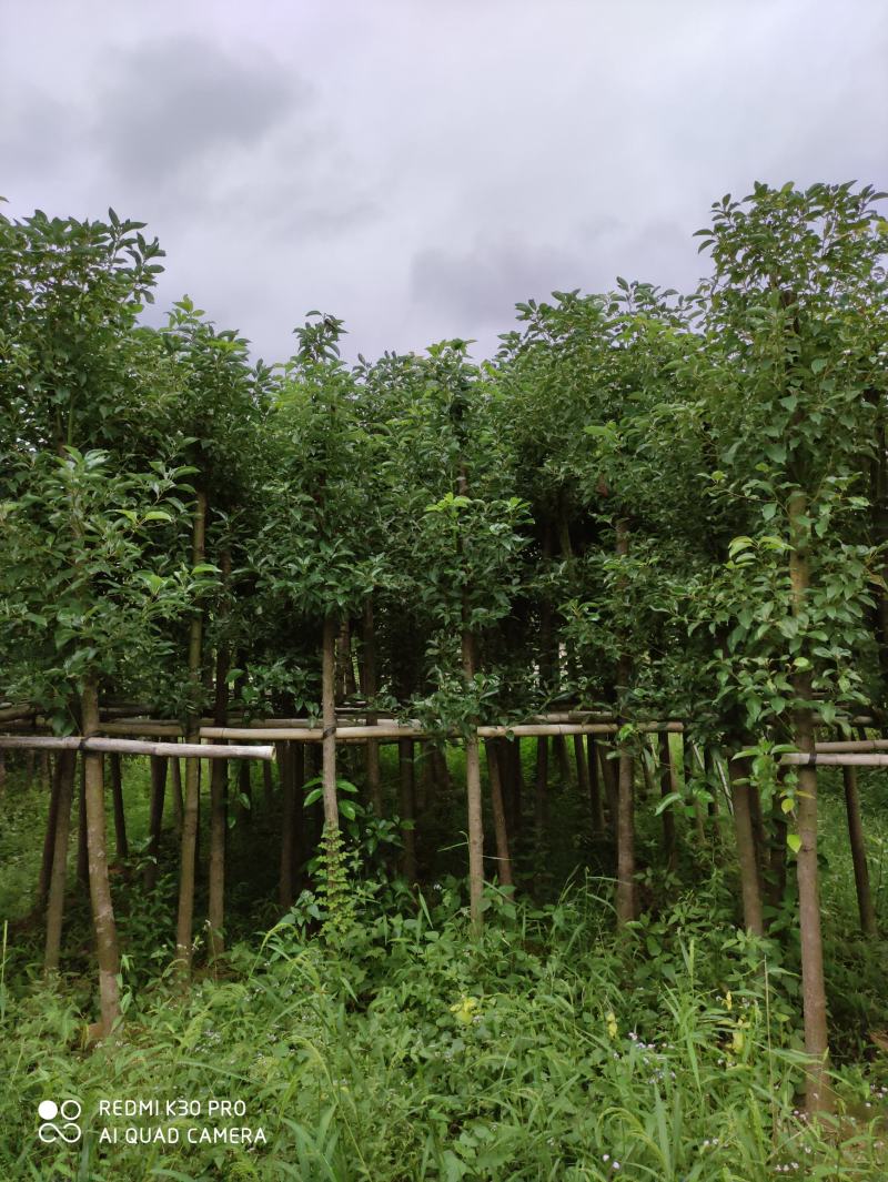袋苗香樟树6-8公分