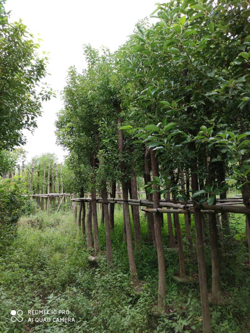 袋苗香樟树6-8公分