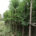 袋苗香樟树6-8公分