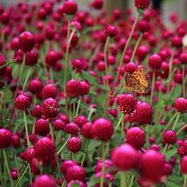 千日红种子千日紫种籽千日粉千日白室外易活庭院花种花坛插花