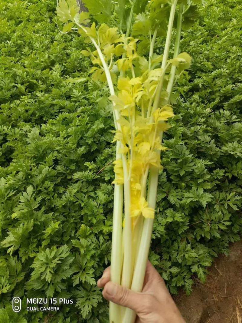 山东万亩黄苗芹菜基地60cm以上，产地直供。