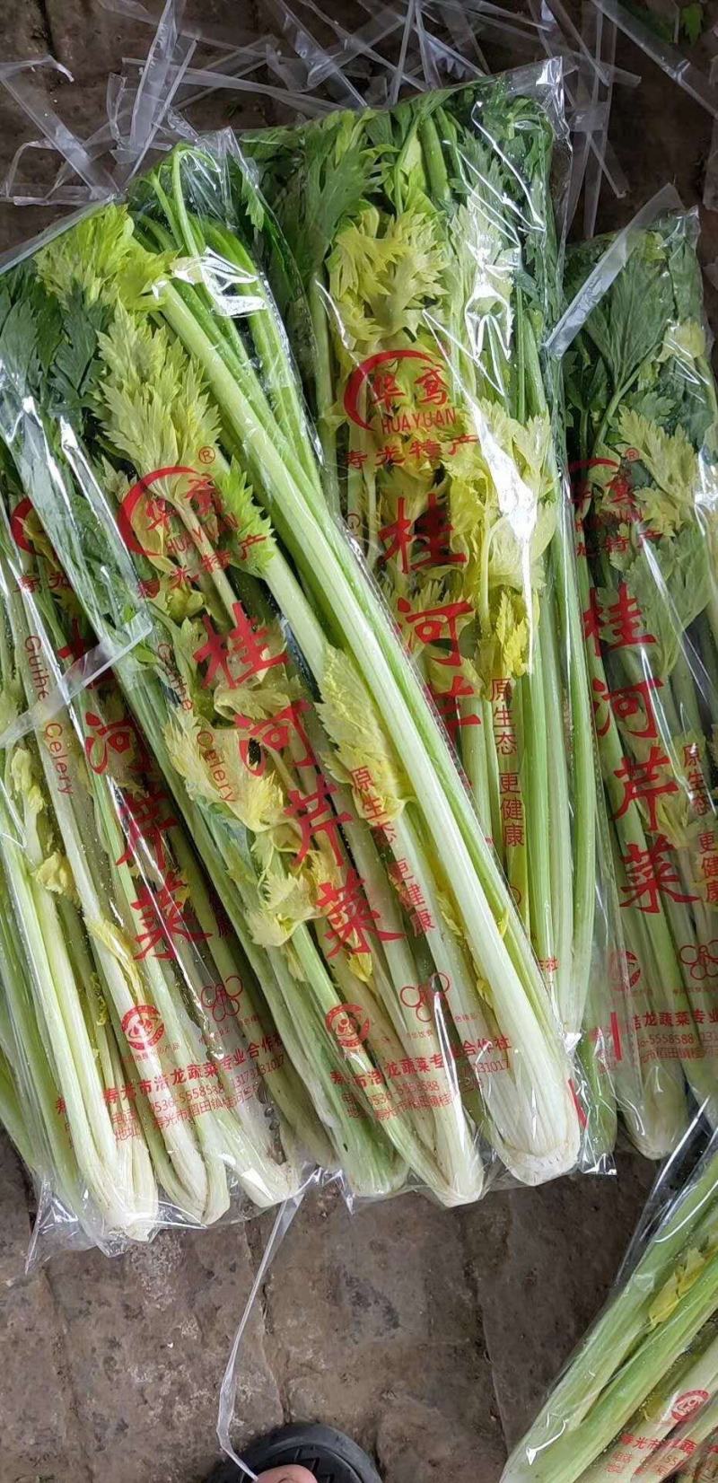 山东万亩黄苗芹菜基地60cm以上，产地直供。
