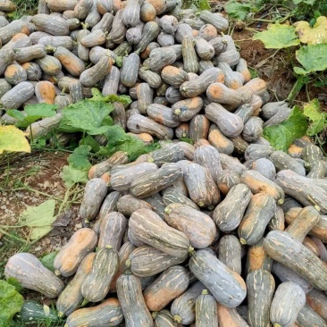 大量供应吉冠773奶油南瓜