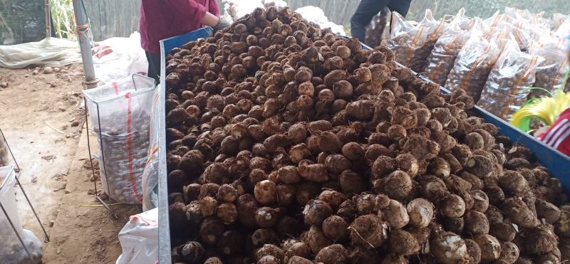 精品沙土通货，各种规格包装