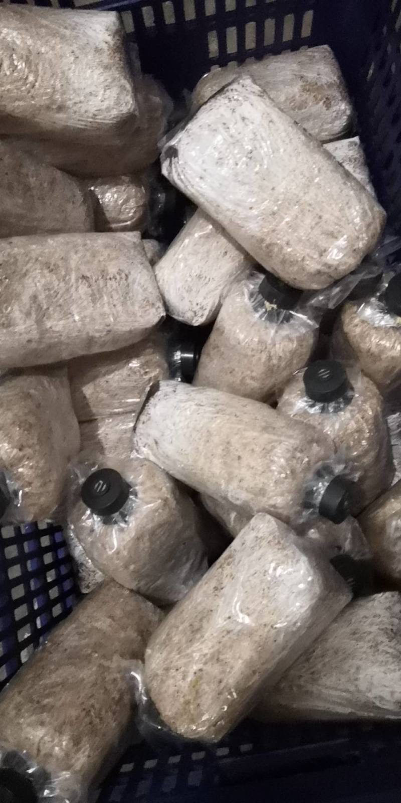 大球盖菇赤松茸磨菇草菇人参菇菌种种子种苗