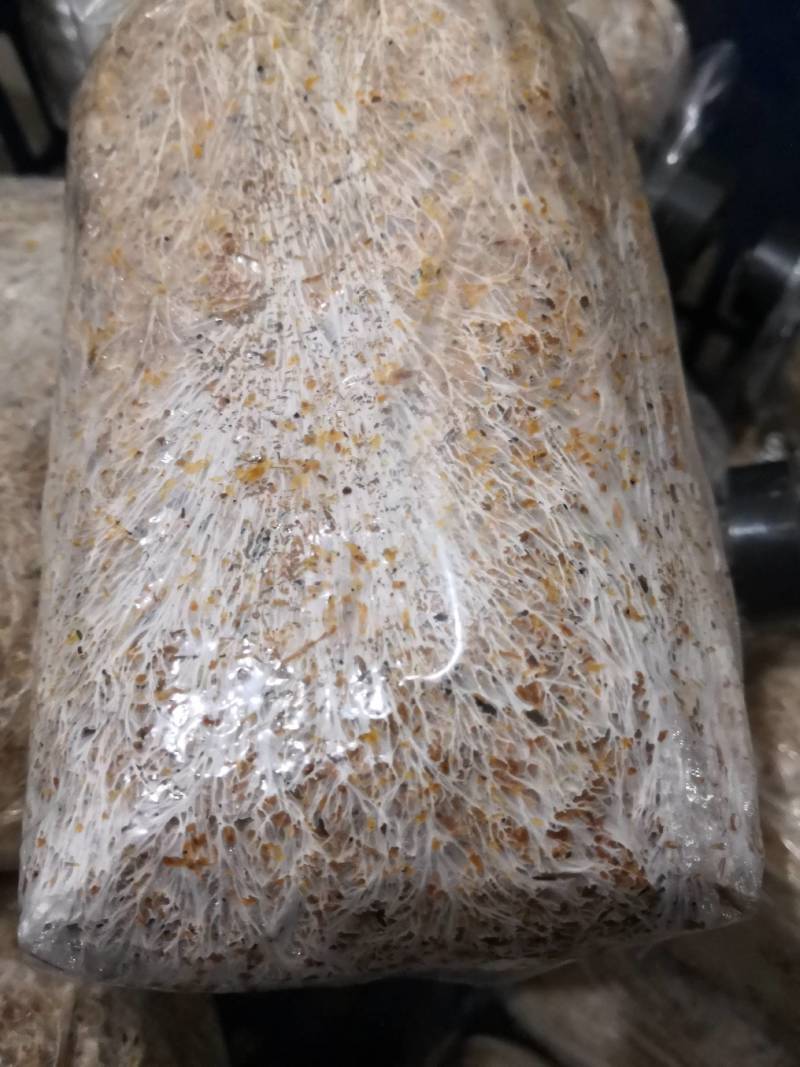 大球盖菇赤松茸磨菇草菇人参菇菌种种子种苗