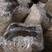 大球盖菇赤松茸磨菇草菇人参菇菌种种子种苗