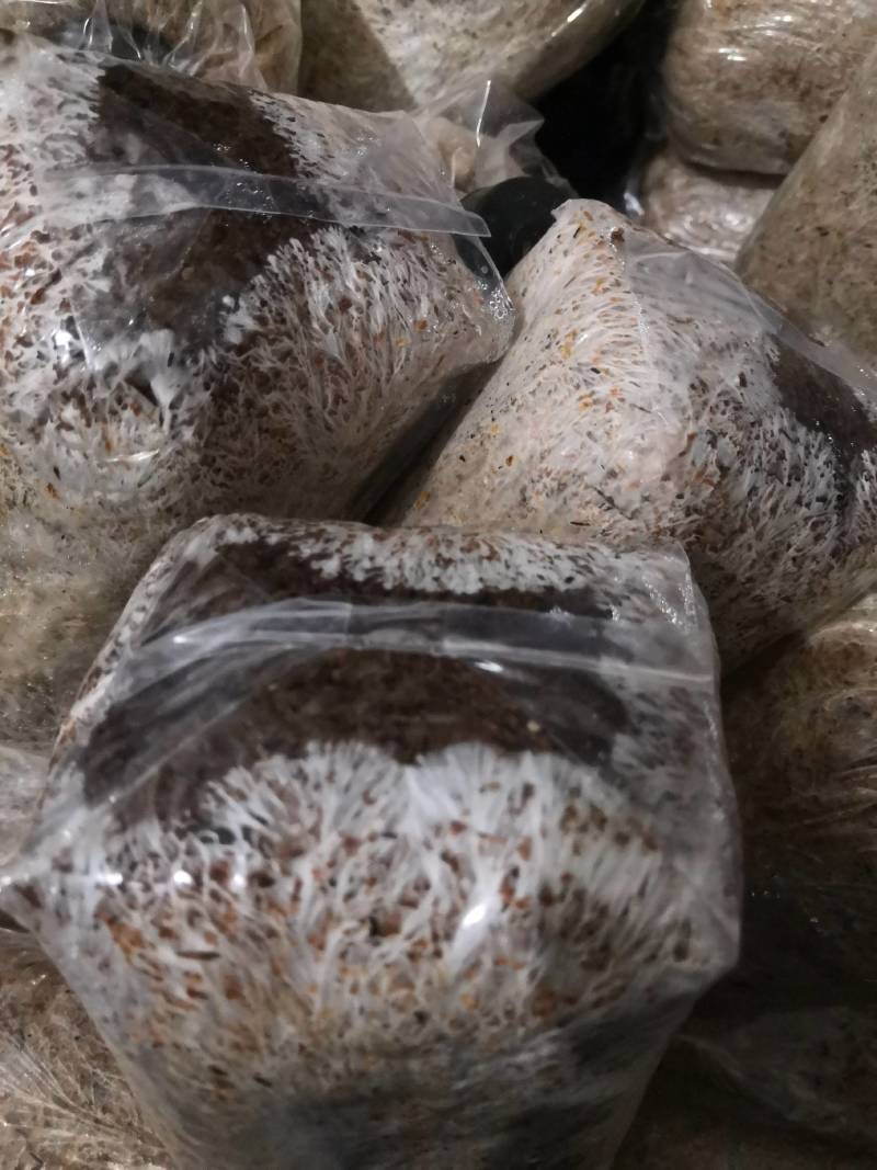 大球盖菇赤松茸磨菇草菇人参菇菌种种子种苗