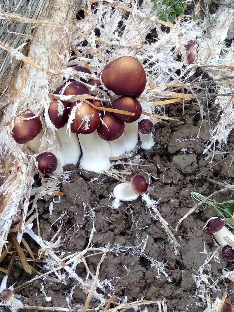 大球盖菇赤松茸磨菇草菇人参菇菌种种子种苗